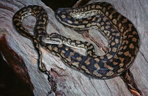 Inland Carpet Python, Morelia spilota metcalfei