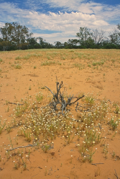 Desert blooms on a Lindsay Island sand dune, Victoria