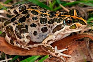 Spotted Marsh Frog, Limnodynastes tasmaniensis